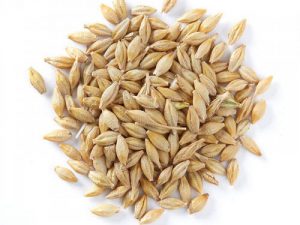 34-BARLEY-SEEDS 34-BARLEY-SEEDS
