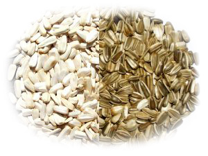 10-SUN-FLOWER-SEEDS-300x225-white 10-SUN-FLOWER-SEEDS-300x225-white