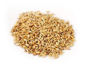 16-NAPIER-GRASS-SEEDS-scaled-1-300x225-white 16-NAPIER-GRASS-SEEDS-scaled-1-300x225-white