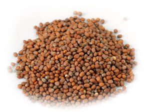 23-RADISH-SEEDS-scaled-1-300x225-white 23-RADISH-SEEDS-scaled-1-300x225-white