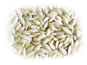9-ZUCCHINI-SEEDS-300x225-white 9-ZUCCHINI-SEEDS-300x225-white